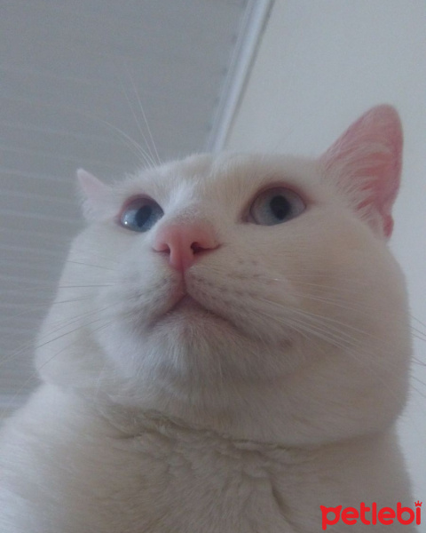 Van Kedisi, Kedi  Mümin Bulut fotoğrafı