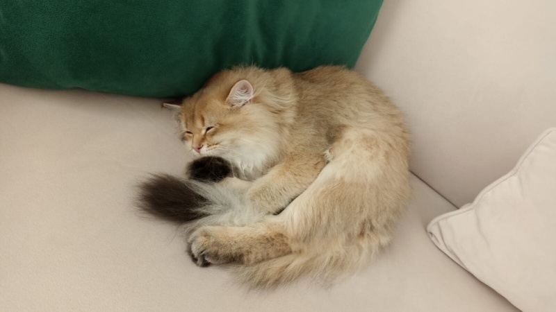 British Longhair, Kedi  Tarçın fotoğrafı
