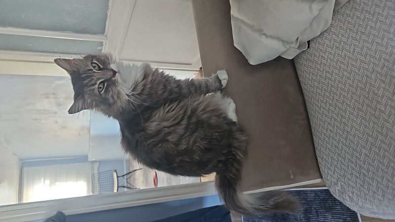 Sibirya Kedisi, Kedi  Ophelion fotoğrafı