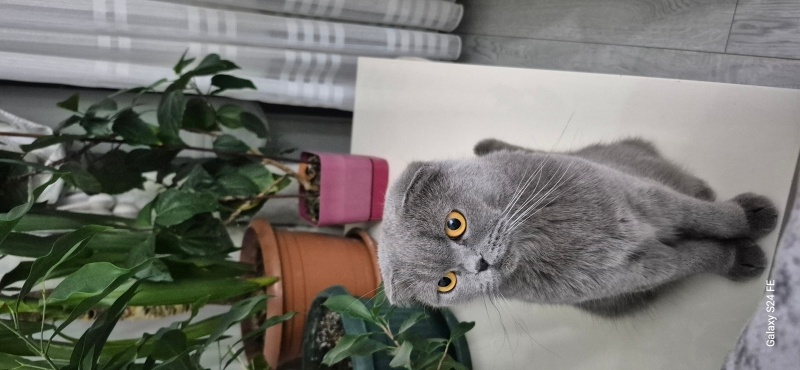 Scottish Fold, Kedi  Tatlı fotoğrafı