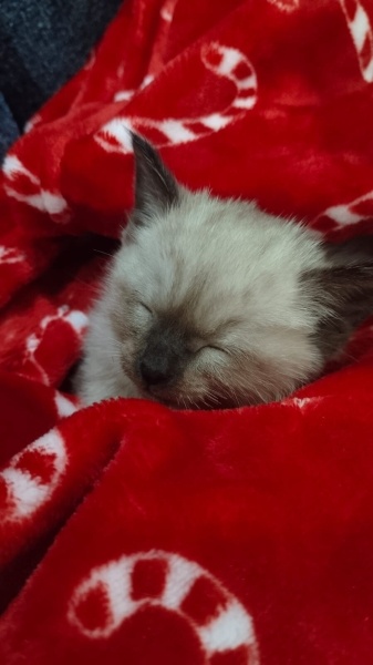 Siyam Kedisi, Kedi  LATTE fotoğrafı