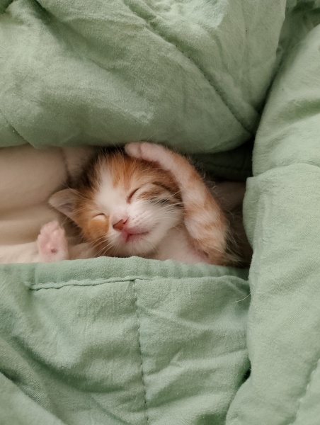 Tekir Kedi, Kedi  Fincan fotoğrafı