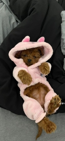 Poodle(Standart Kaniş), Köpek  Karamel fotoğrafı