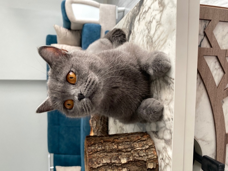 British Shorthair, Kedi  Mishel fotoğrafı