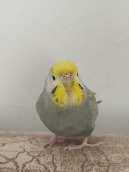 Muhabbet Kuşu, Kuş  Jülide fotoğrafı