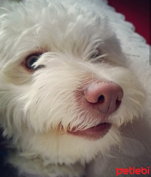 Maltese, Köpek  Köpük fotoğrafı