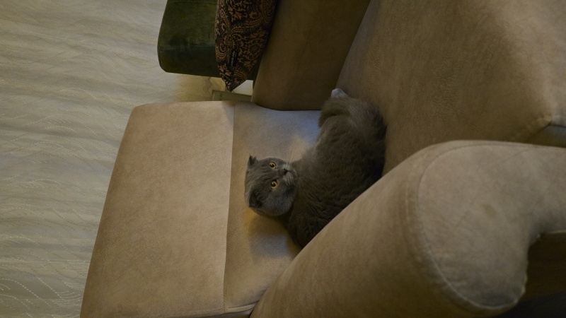 Scottish Fold, Kedi  BOMBUS fotoğrafı