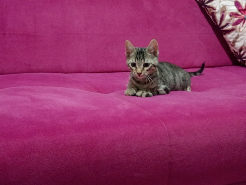 Tekir Kedi, Kedi  Hüsrev fotoğrafı