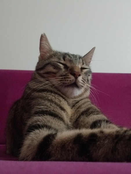 Tekir Kedi, Kedi  Hüsrev fotoğrafı