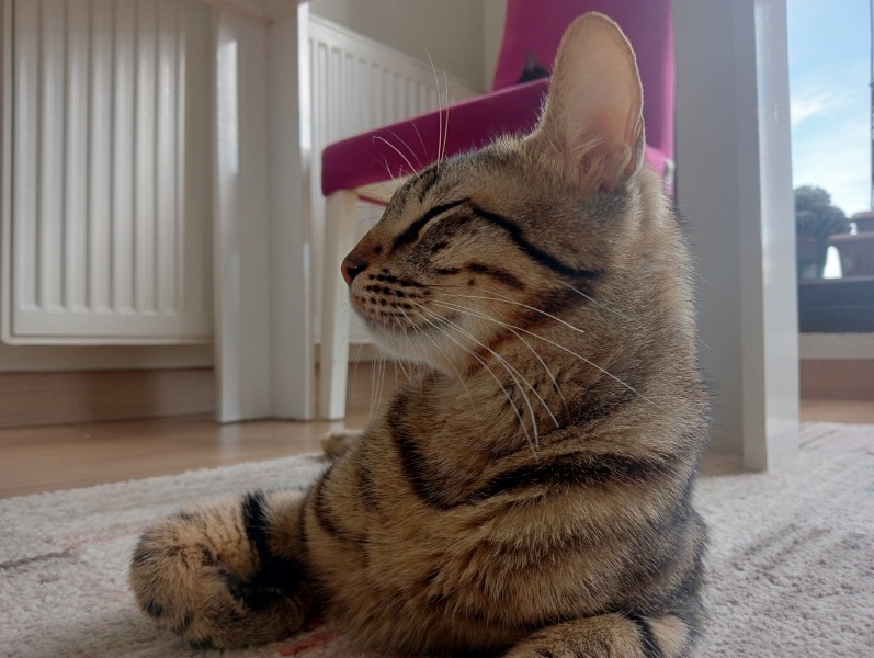 Tekir Kedi, Kedi  Hüsrev fotoğrafı