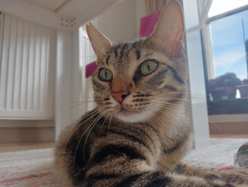 Tekir Kedi, Kedi  Hüsrev fotoğrafı