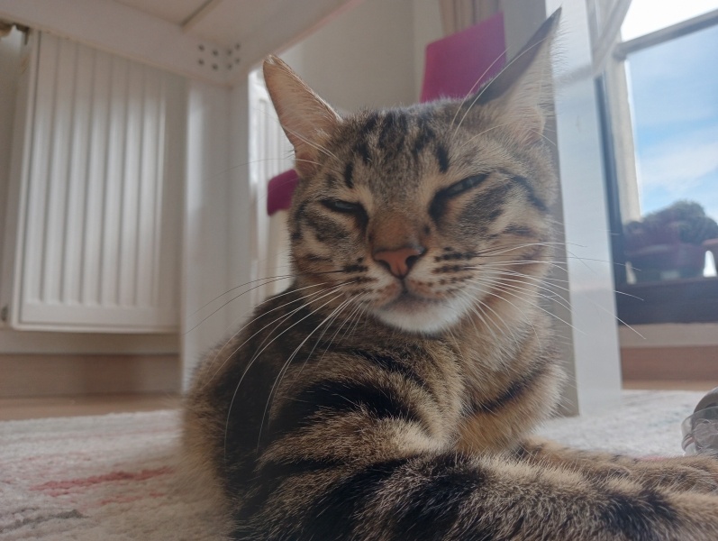 Tekir Kedi, Kedi  Hüsrev fotoğrafı