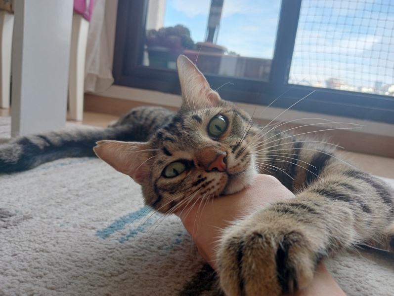 Tekir Kedi, Kedi  Hüsrev fotoğrafı