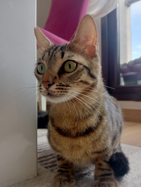 Tekir Kedi, Kedi  Hüsrev fotoğrafı