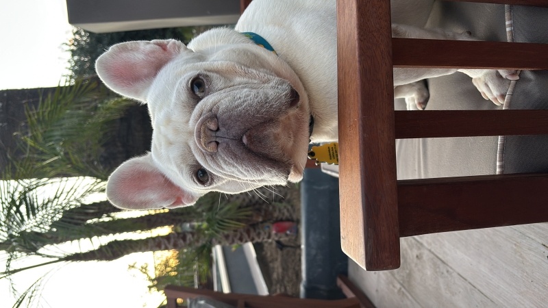 Fransız Bulldog, Köpek  Jose fotoğrafı