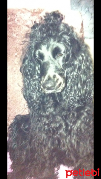 Amerikan Cocker Spaniel, Köpek  Lucy fotoğrafı