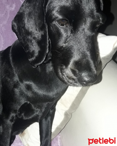 Amerikan Cocker Spaniel, Köpek  Lucy fotoğrafı