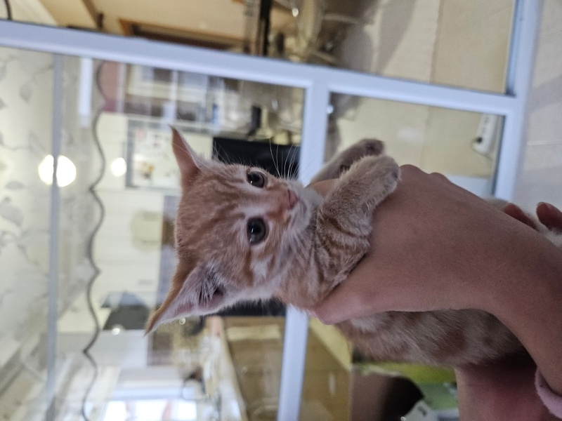 Tekir Kedi, Kedi  Yumak fotoğrafı