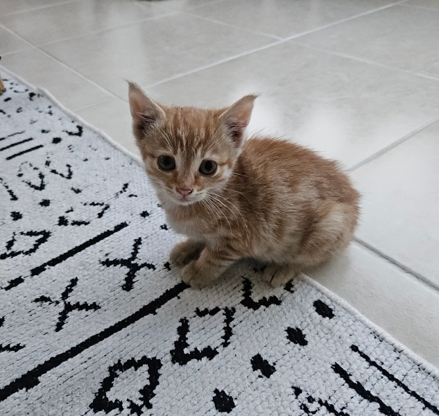 Tekir Kedi, Kedi  Yumak fotoğrafı