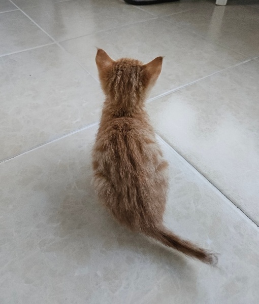 Tekir Kedi, Kedi  Yumak fotoğrafı