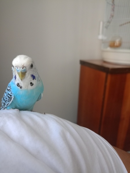 Muhabbet Kuşu, Kuş  Çörek fotoğrafı