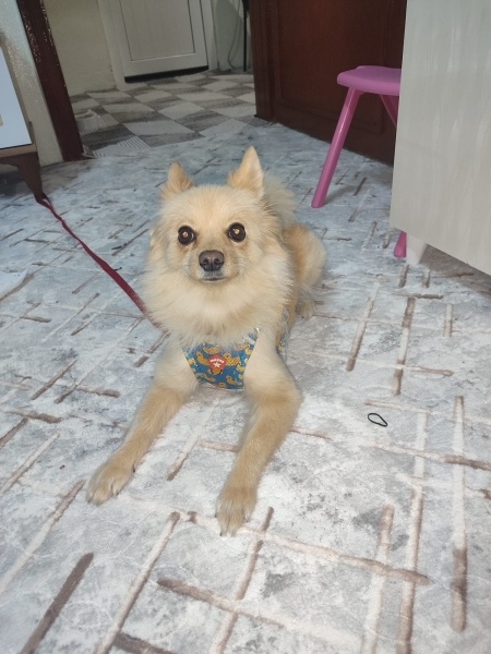 Pomeranyalı, Köpek  Stella fotoğrafı