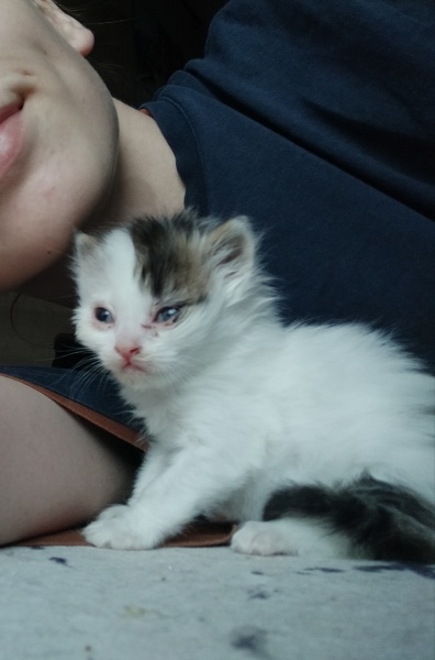 Tekir Kedi, Kedi  Fluffy fotoğrafı