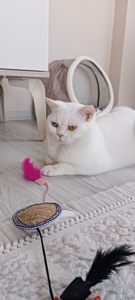 British Shorthair, Kedi  Bulut fotoğrafı