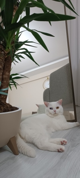 British Shorthair, Kedi  Bulut fotoğrafı