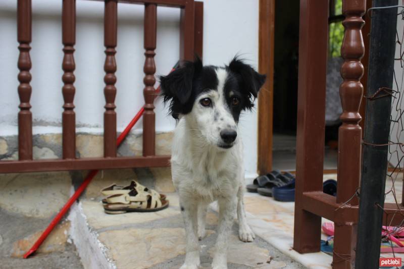 Sokö (Sokak Köpeği), Köpek  leblebi fotoğrafı