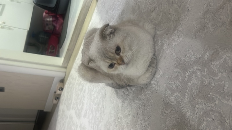 Scottish Fold, Kedi  Kaymak fotoğrafı