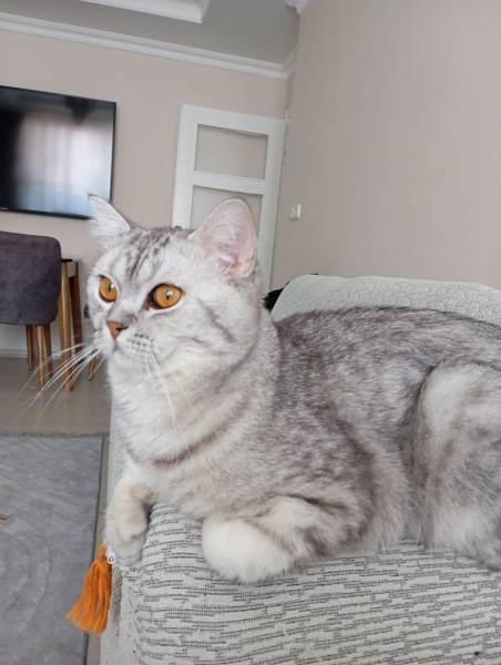 Burmilla (Silver Burmese), Kedi  Balım fotoğrafı