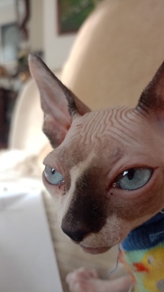 Sphynx, Kedi  Ramses fotoğrafı