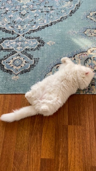 İran Kedisi (Persian), Kedi  Grinch fotoğrafı