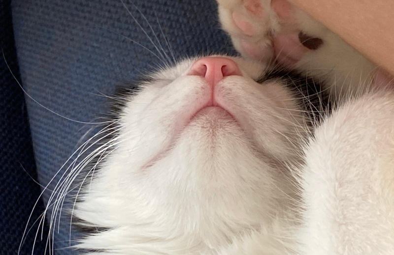 Tekir Kedi, Kedi  Zorro fotoğrafı