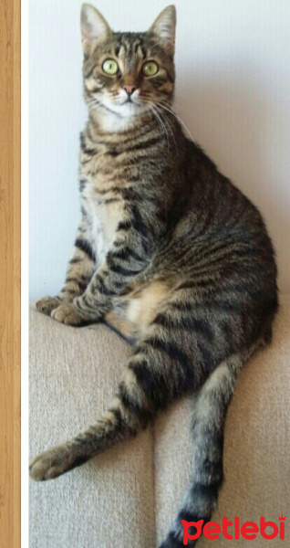 Tekir Kedi, Kedi  PATİ fotoğrafı