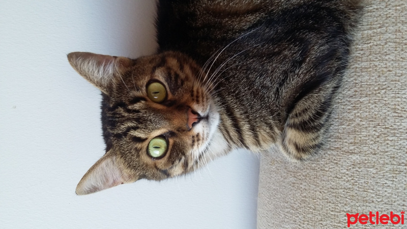 Tekir Kedi, Kedi  PATİ fotoğrafı