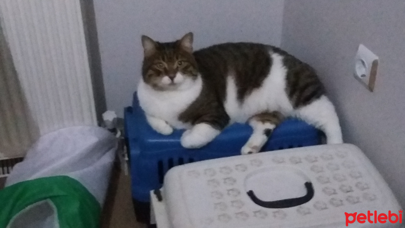 Tekir Kedi, Kedi  YUMAK fotoğrafı