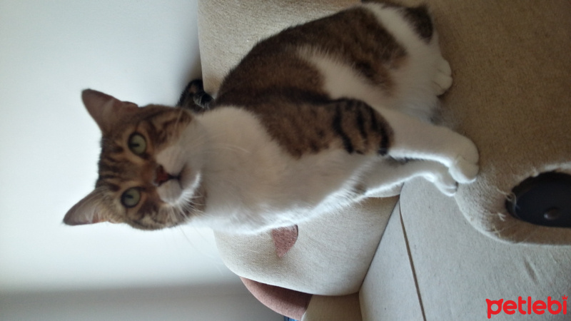 Tekir Kedi, Kedi  YUMAK fotoğrafı