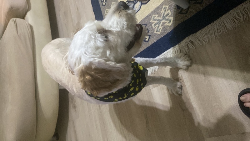 Maltese, Köpek  Leo fotoğrafı