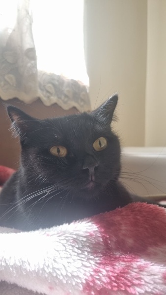 Bombay, Kedi  Betsy fotoğrafı