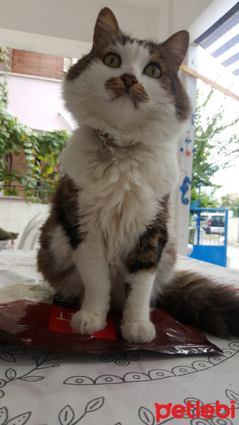 Tekir Kedi, Kedi  Yumak(Melek kızım:( fotoğrafı