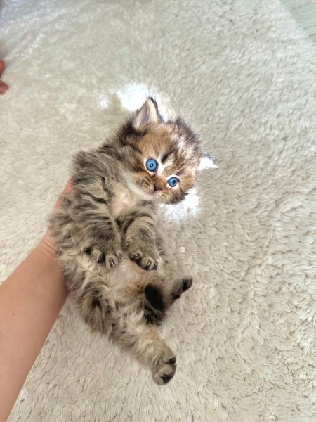 British Longhair, Kedi  Badem fotoğrafı