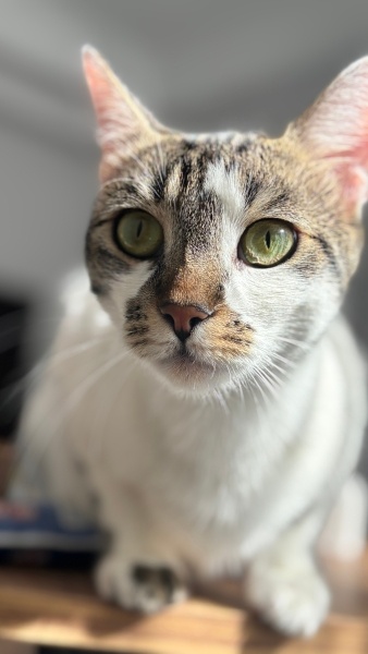 Tekir Kedi, Kedi  Bıcırık fotoğrafı