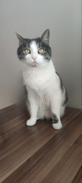 Tekir Kedi, Kedi  Mono fotoğrafı