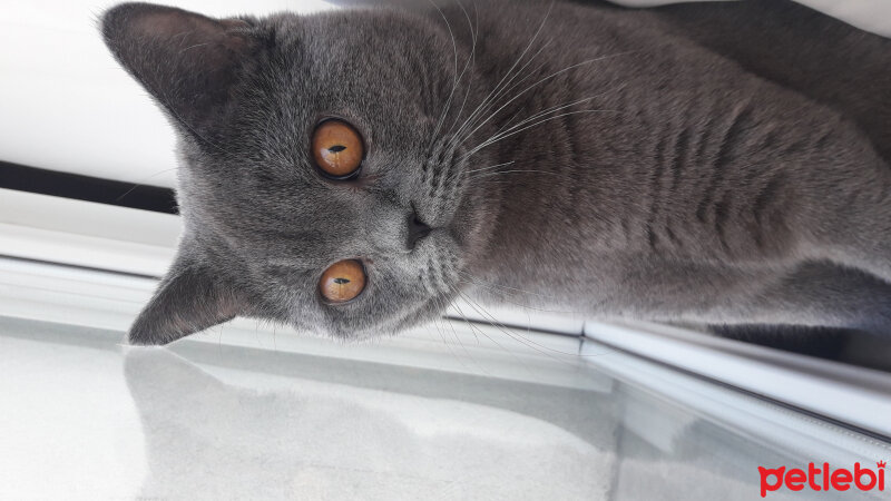 British Shorthair, Kedi  Duman fotoğrafı