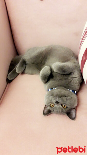 British Shorthair, Kedi  Duman fotoğrafı