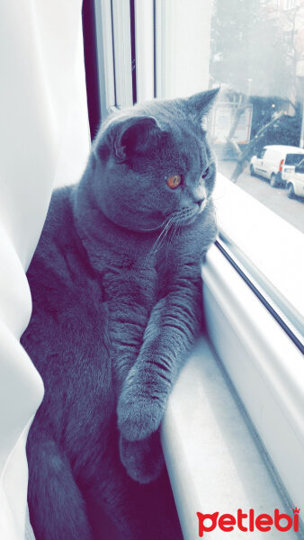 British Shorthair, Kedi  Duman fotoğrafı