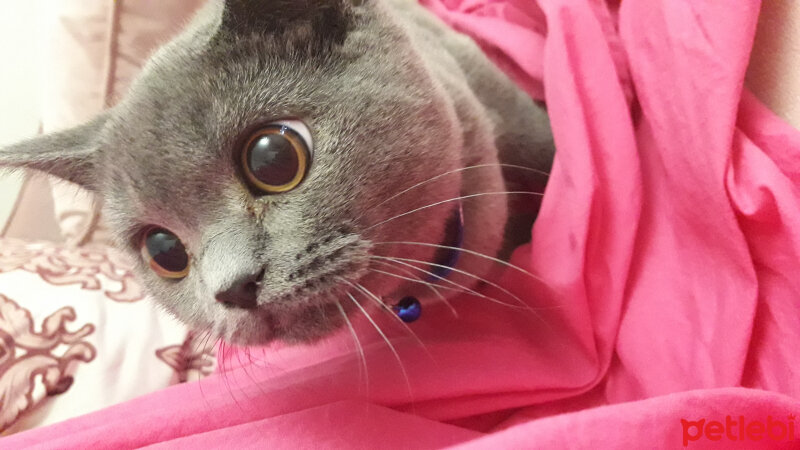 British Shorthair, Kedi  Duman fotoğrafı