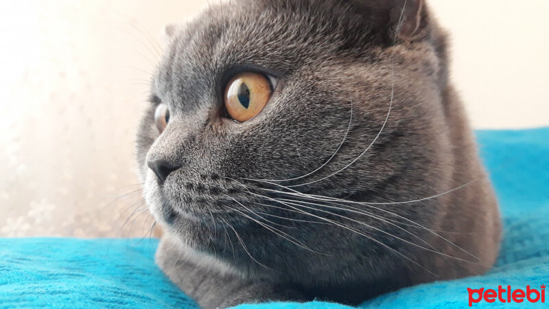 British Shorthair, Kedi  Duman fotoğrafı